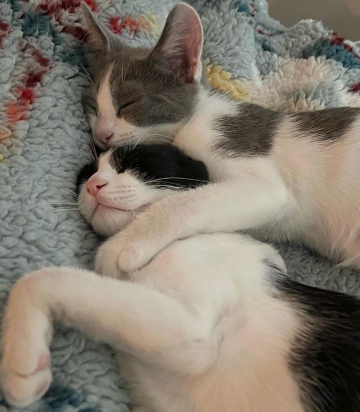 sleeping happy kittens